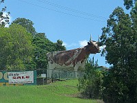 QLD - Kulangoor - Big Cow (8 Mar 2010)